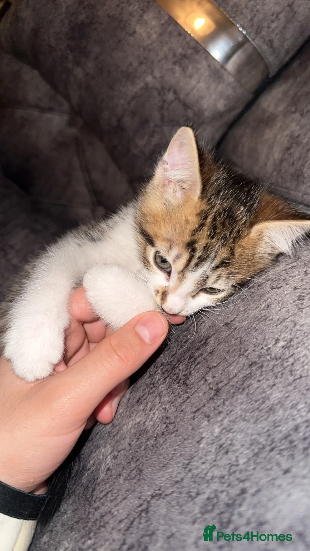 Domestic Shorthair cats for sale: Gorgeous tabby and British shorthair kitten - Advert 19