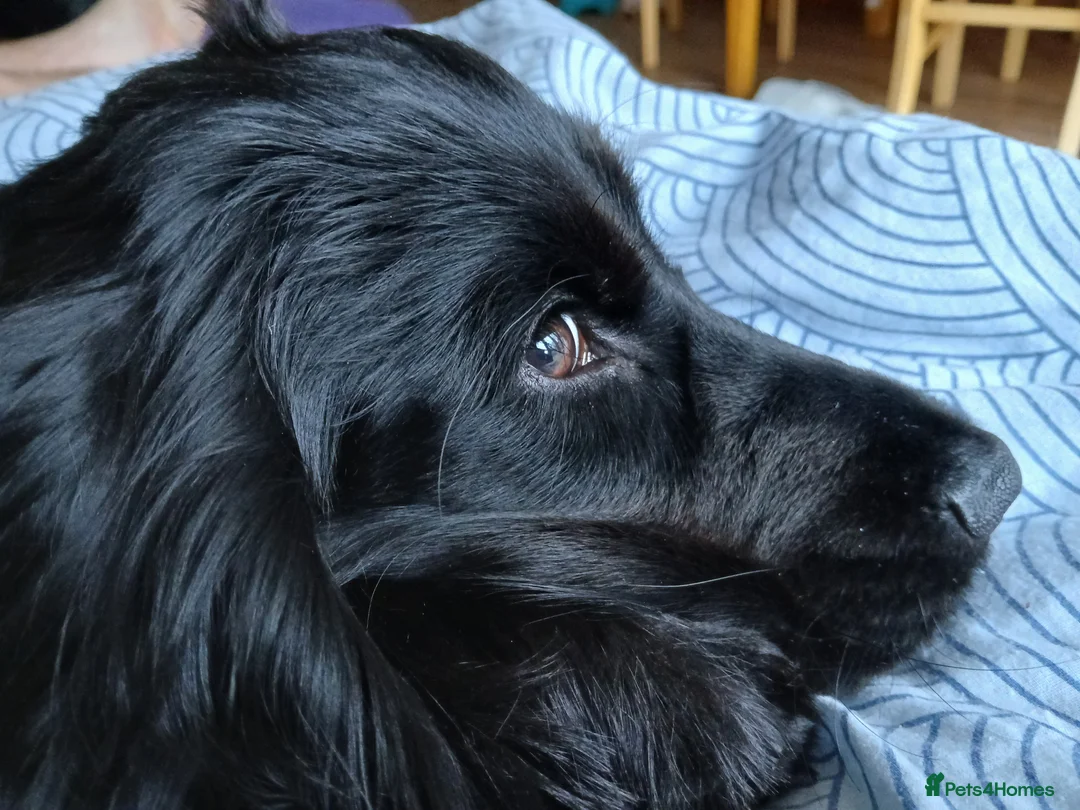 Cocker Spaniel dogs for sale: Cocker spaniel 8 month old GIRL Puppy for sale - Advert 2