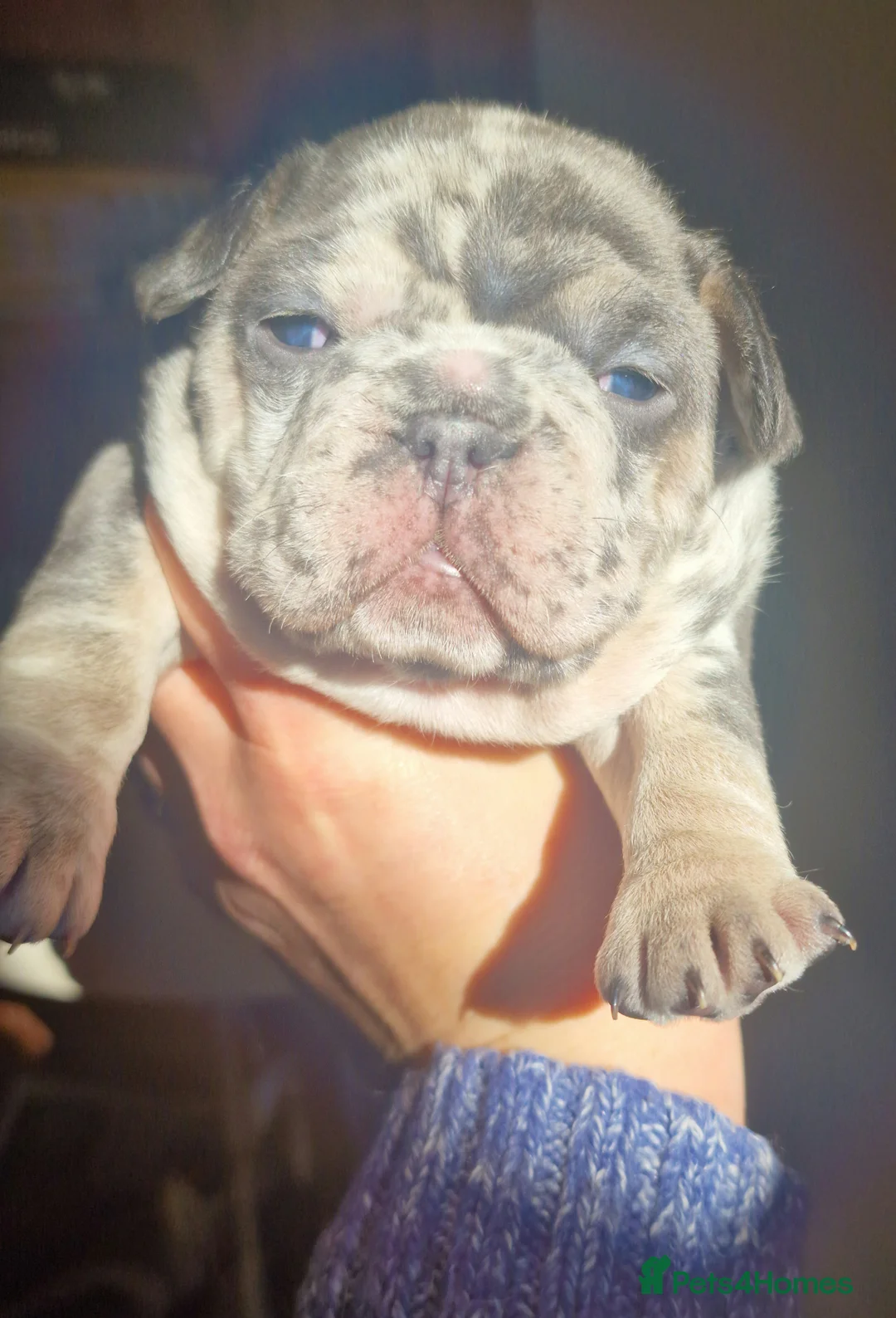 French Bulldog dogs for sale: 💥👀 NEW SHADE ISABELLA, MERLE TRI LILAC   - Advert 23