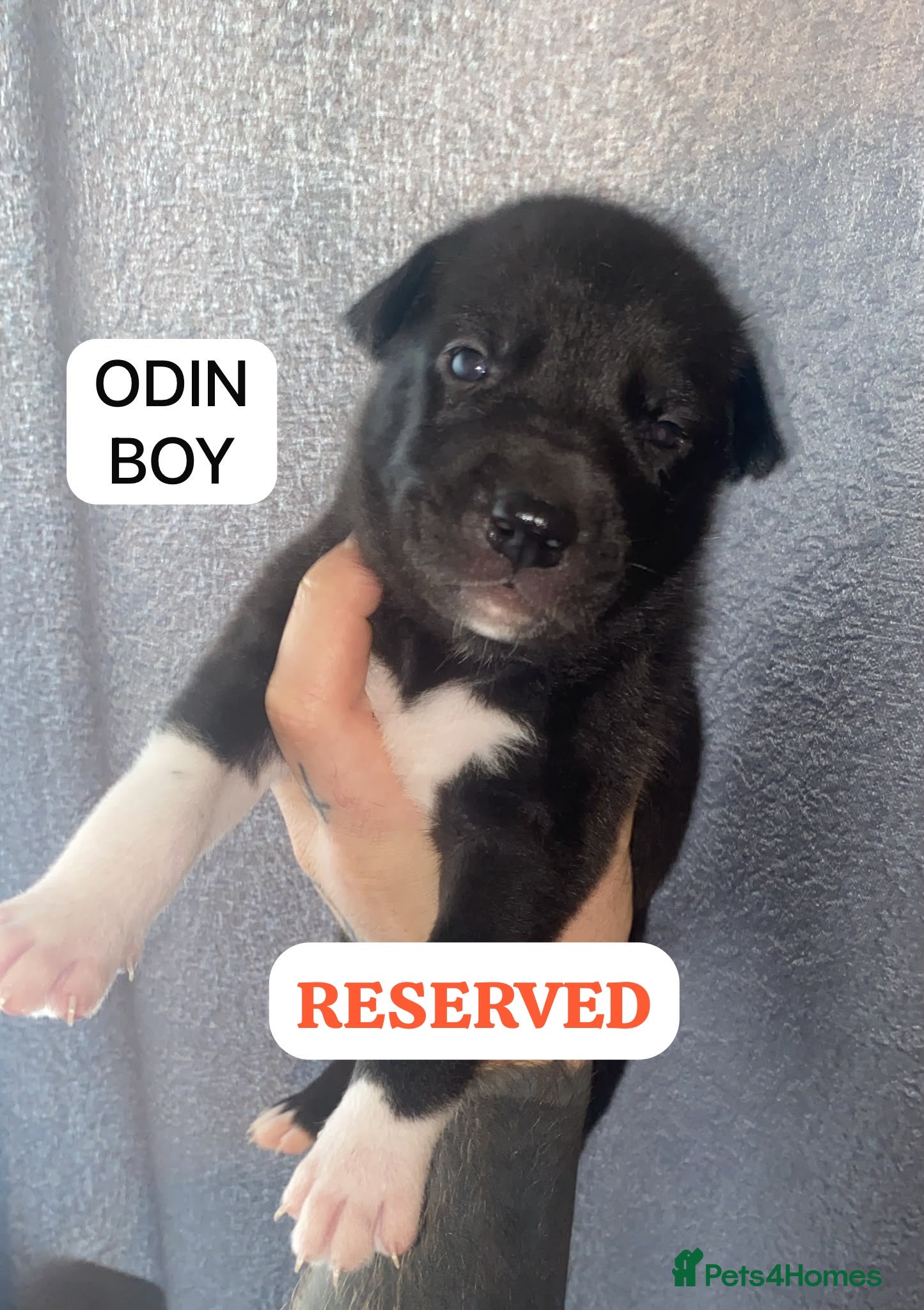 Mixed Breed dogs SIBERIAN MASTIFF PUPPIES - RARE MIX! - Advert 2