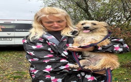 Mixed Breed dogs for adoption: Button - Watton Norfolk  - Advert 8