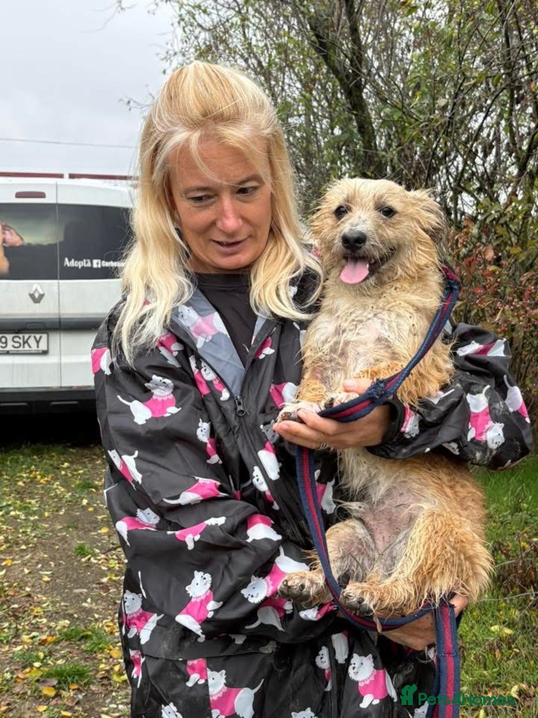 Mixed Breed dogs for adoption: Button - Watton Norfolk  - Advert 8