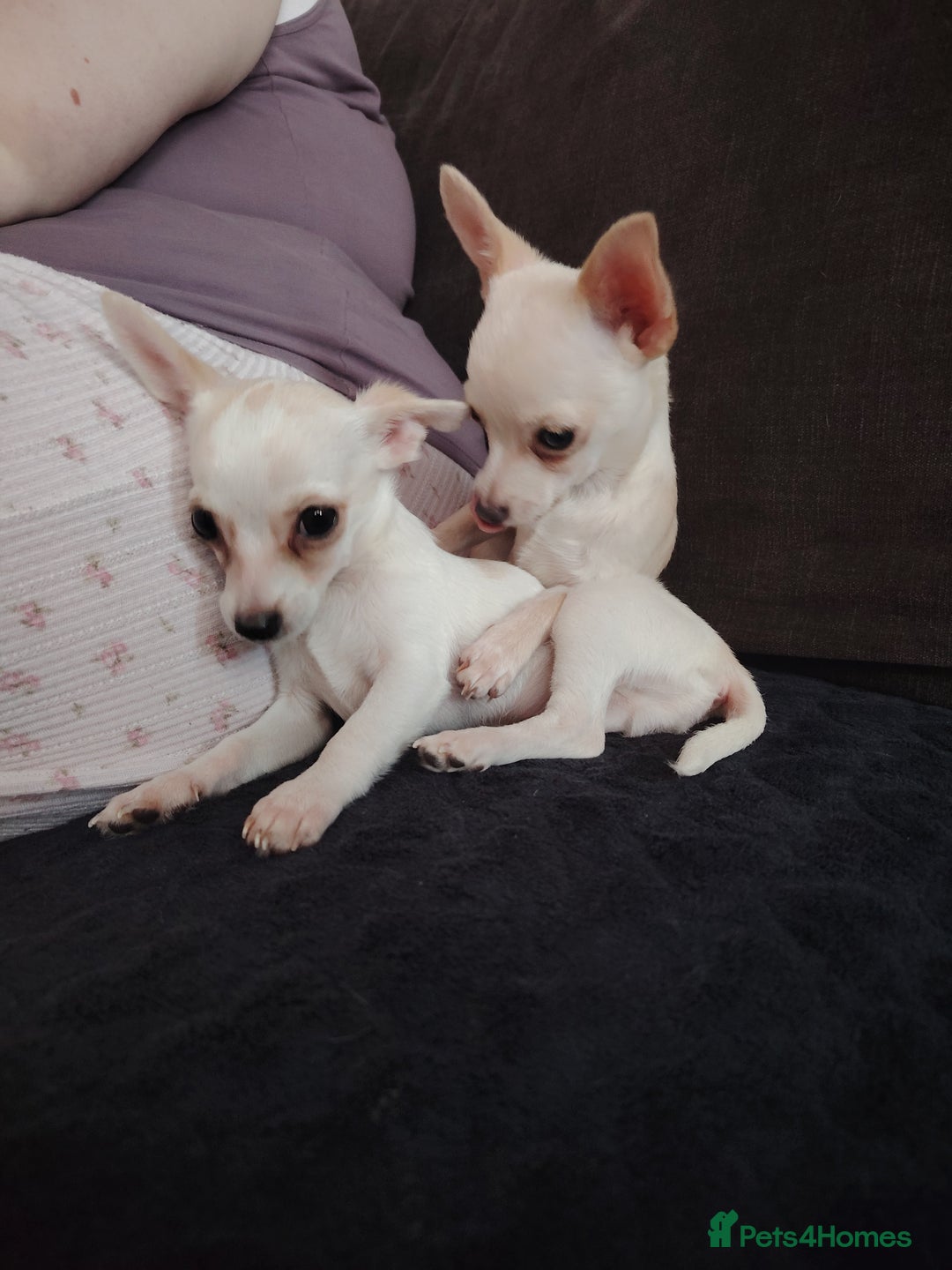 Chihuahua dogs for sale: Deer head chihuahua  - Advert 22