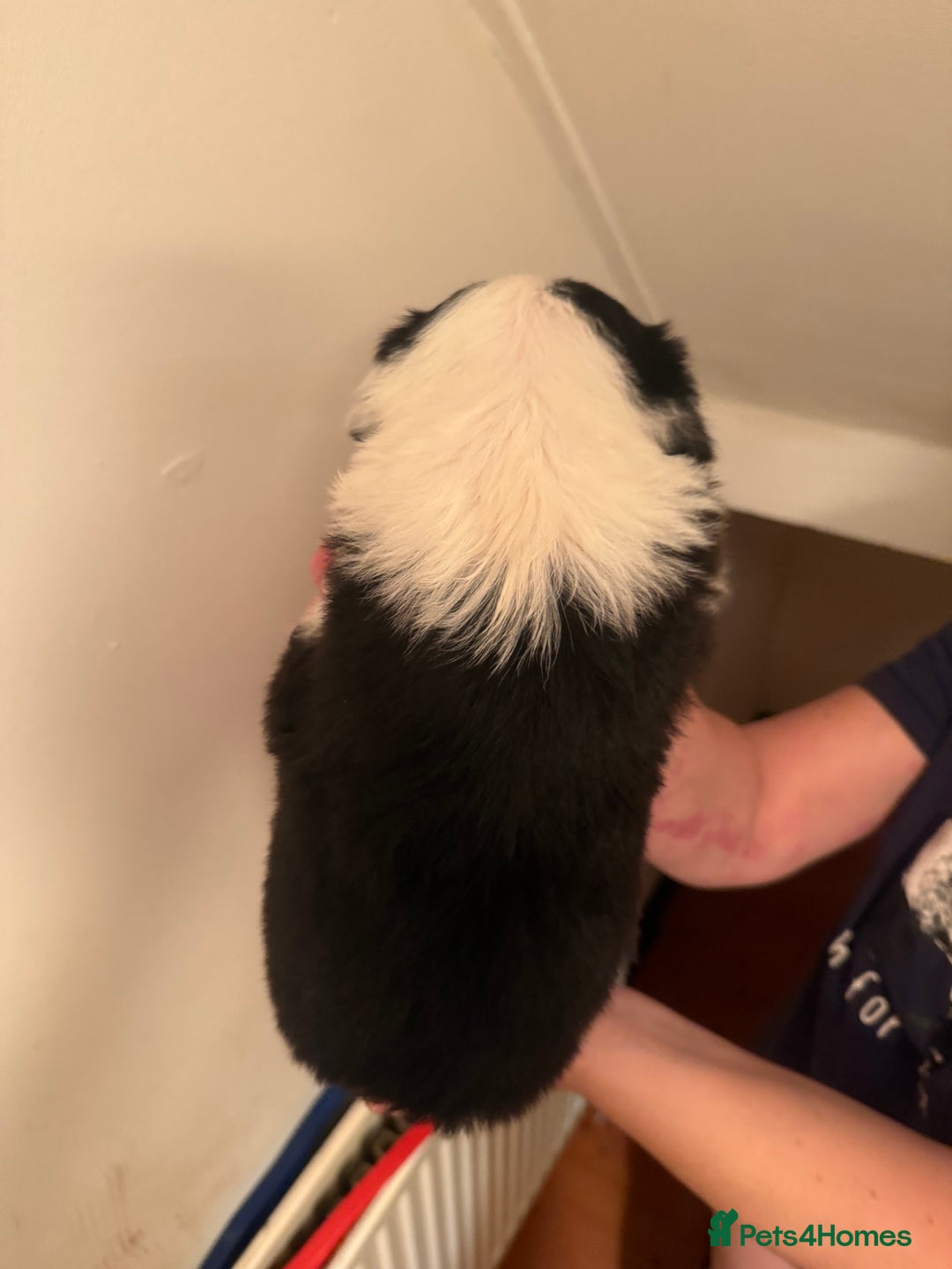 Border Collie dogs for sale: Border collie pups - Image 2