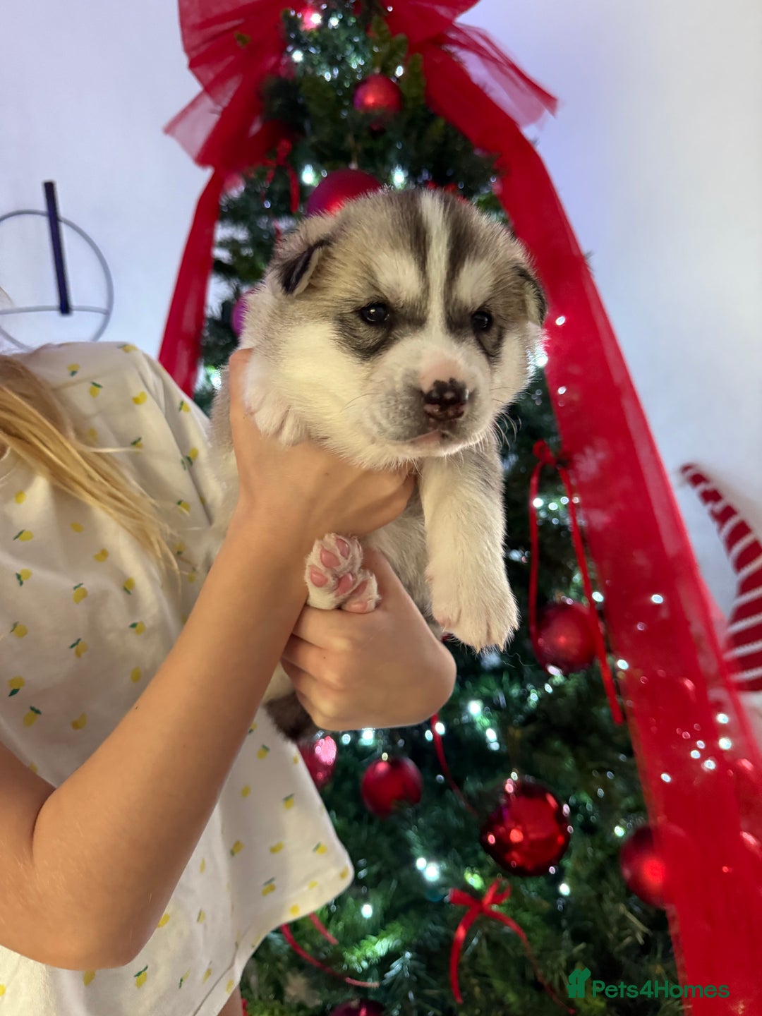 Siberian Husky dogs for sale: Beautiful Siberian Husky Puppies Ready to Reserve - Advert 22