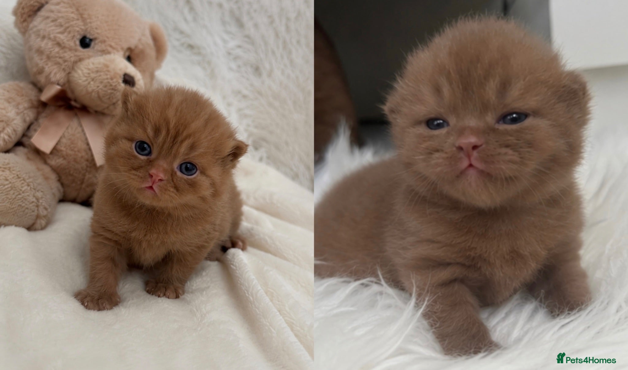 British Shorthair cats 🤎✨ Stunning Cinnamon British Shorthair Kittens  - Advert 1