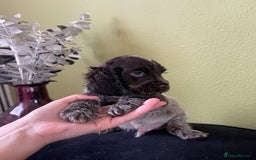 Cocker Spaniel dogs for sale: KC Show Chocolate Roan Boy! - ready 5th October!! - Image 15