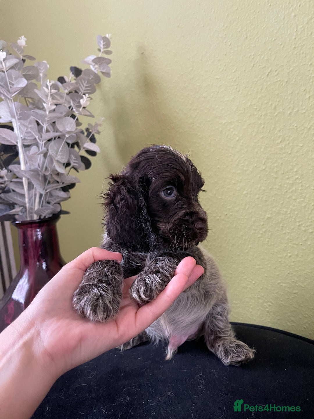 Cocker Spaniel dogs for sale: KC Show Chocolate Roan Boy! - ready 5th October!! - Image 15
