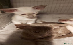 Oriental cats for sale: Full Pedigree Oriental 6 Kittens XL size ears GCCF - Image 10