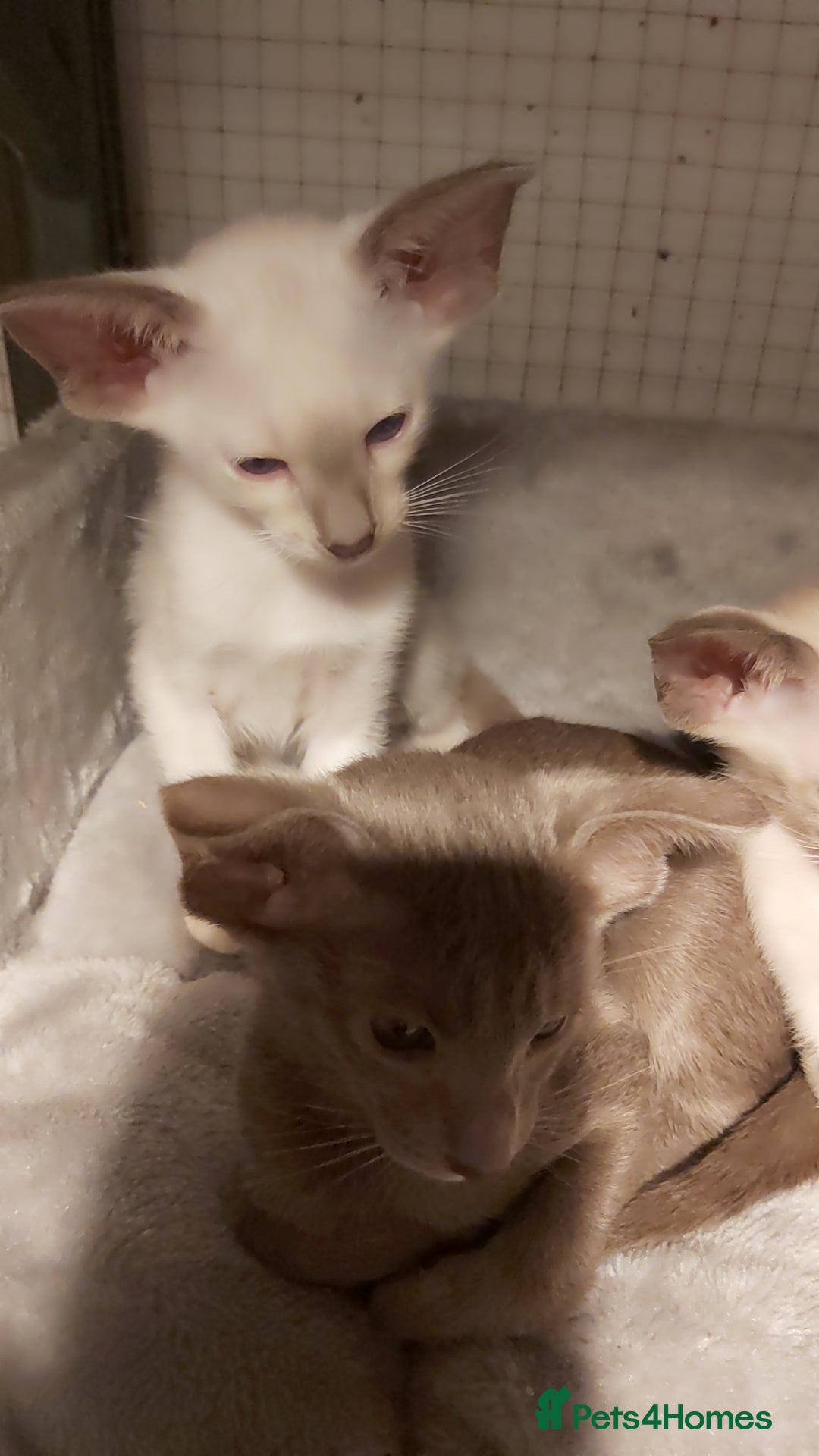 Oriental cats for sale: Full Pedigree Oriental 6 Kittens XL size ears GCCF - Image 10
