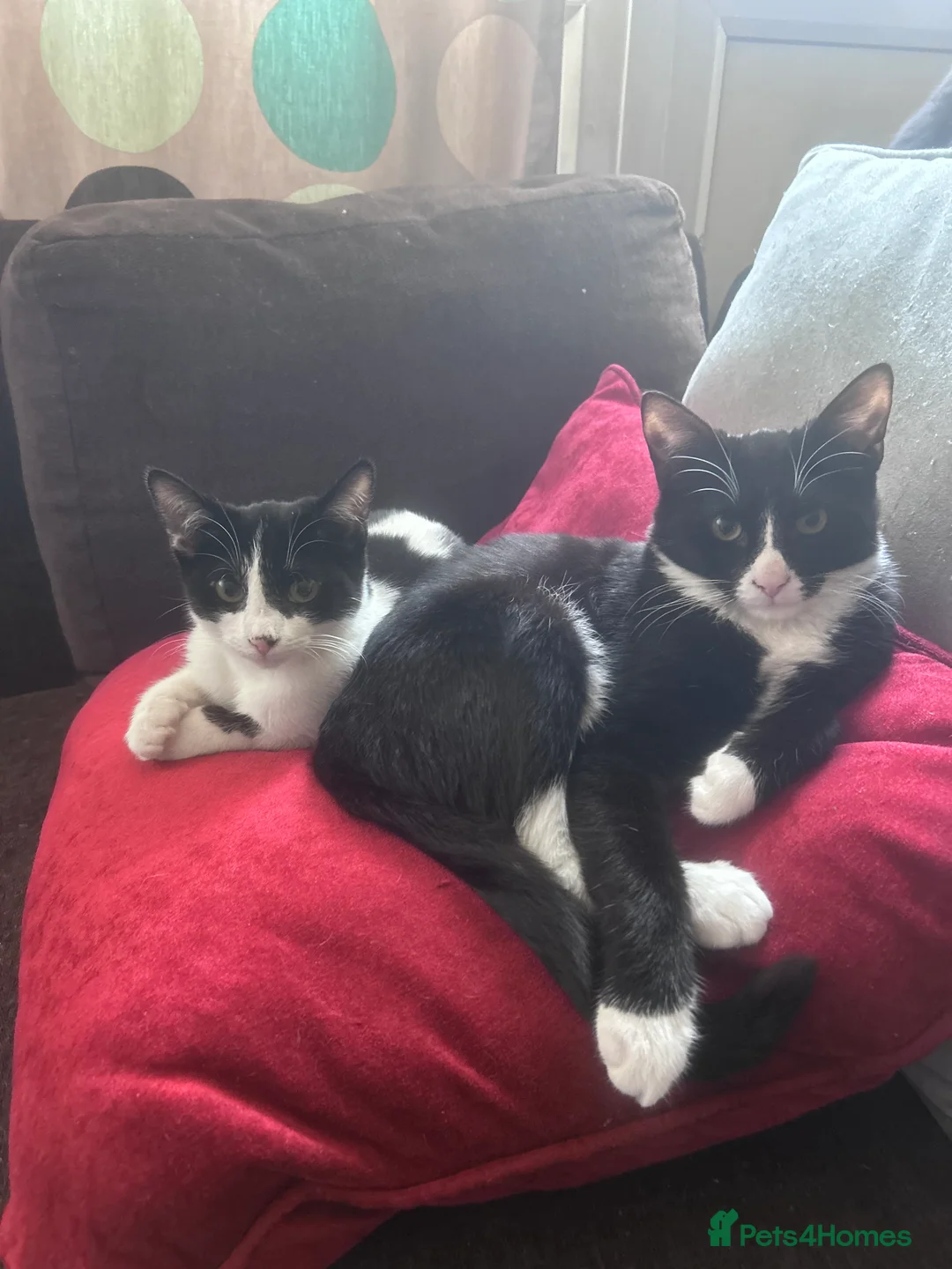 Mixed Breed cats for sale: black and white spotty female  - Advert 11