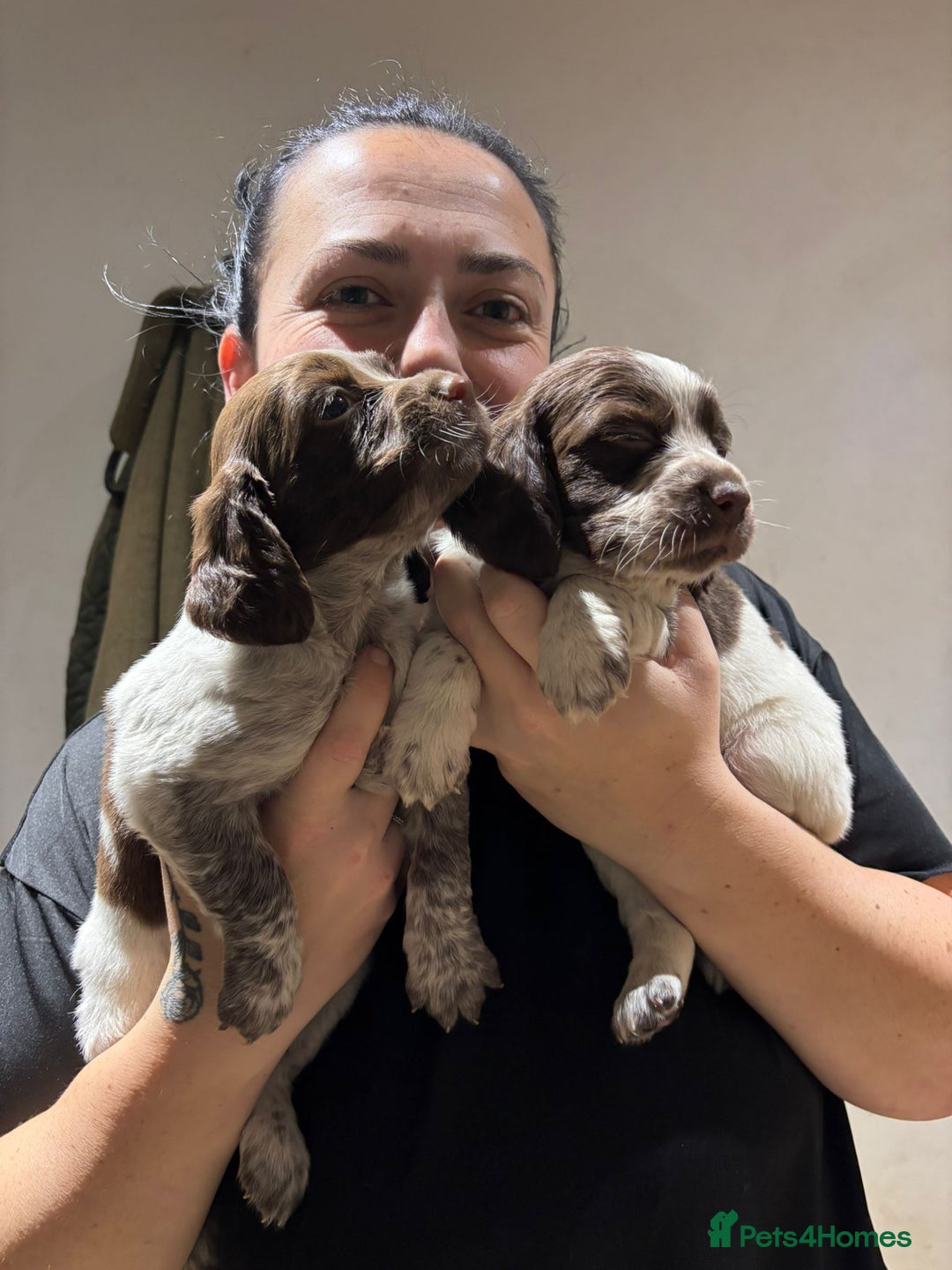 Mixed Breed dogs for sale: Mixed spaniels  - Advert 12