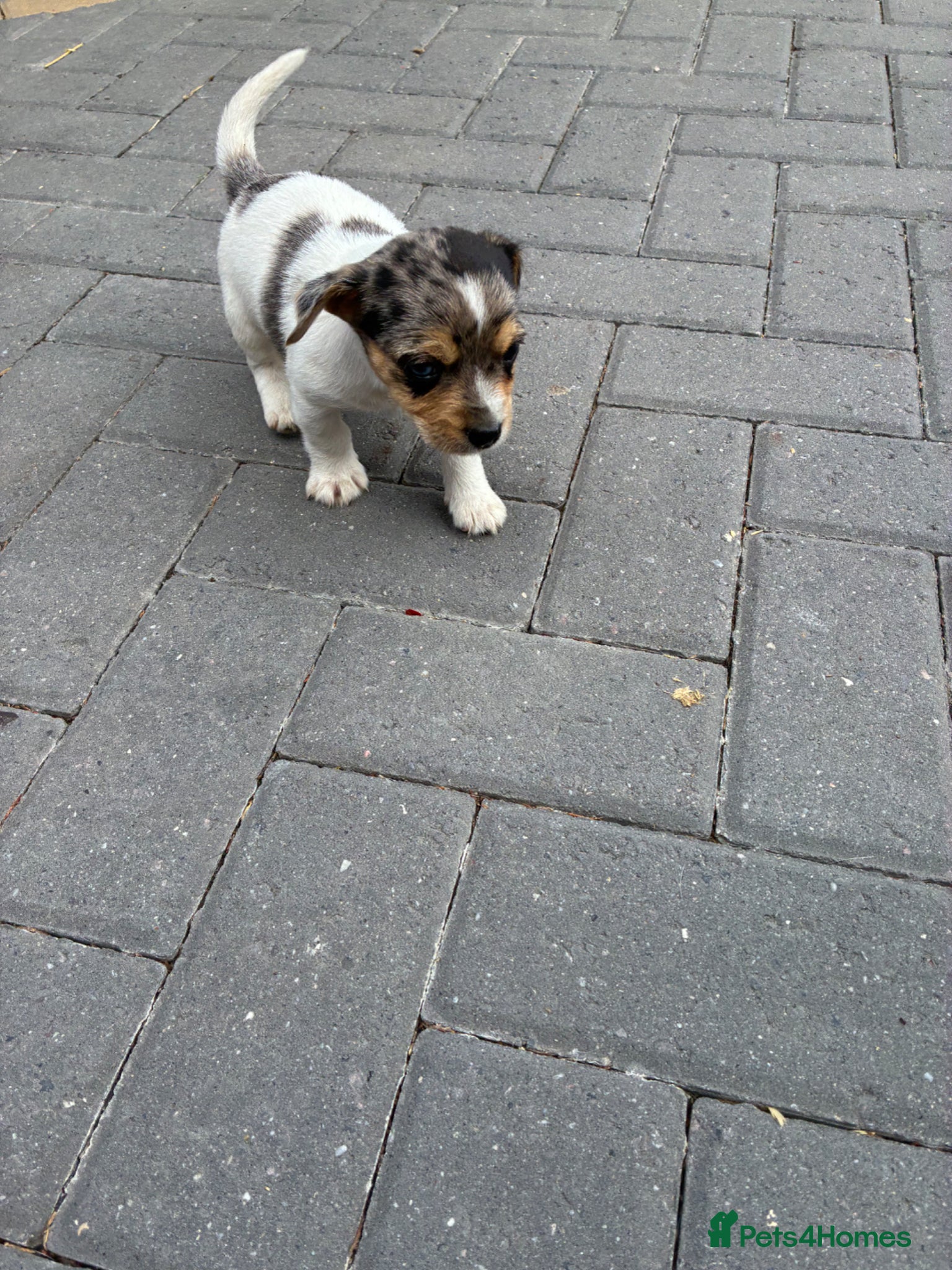 Mixed Breed dogs for sale: Jack Russell x Yorkshire Terrier  - Advert 14