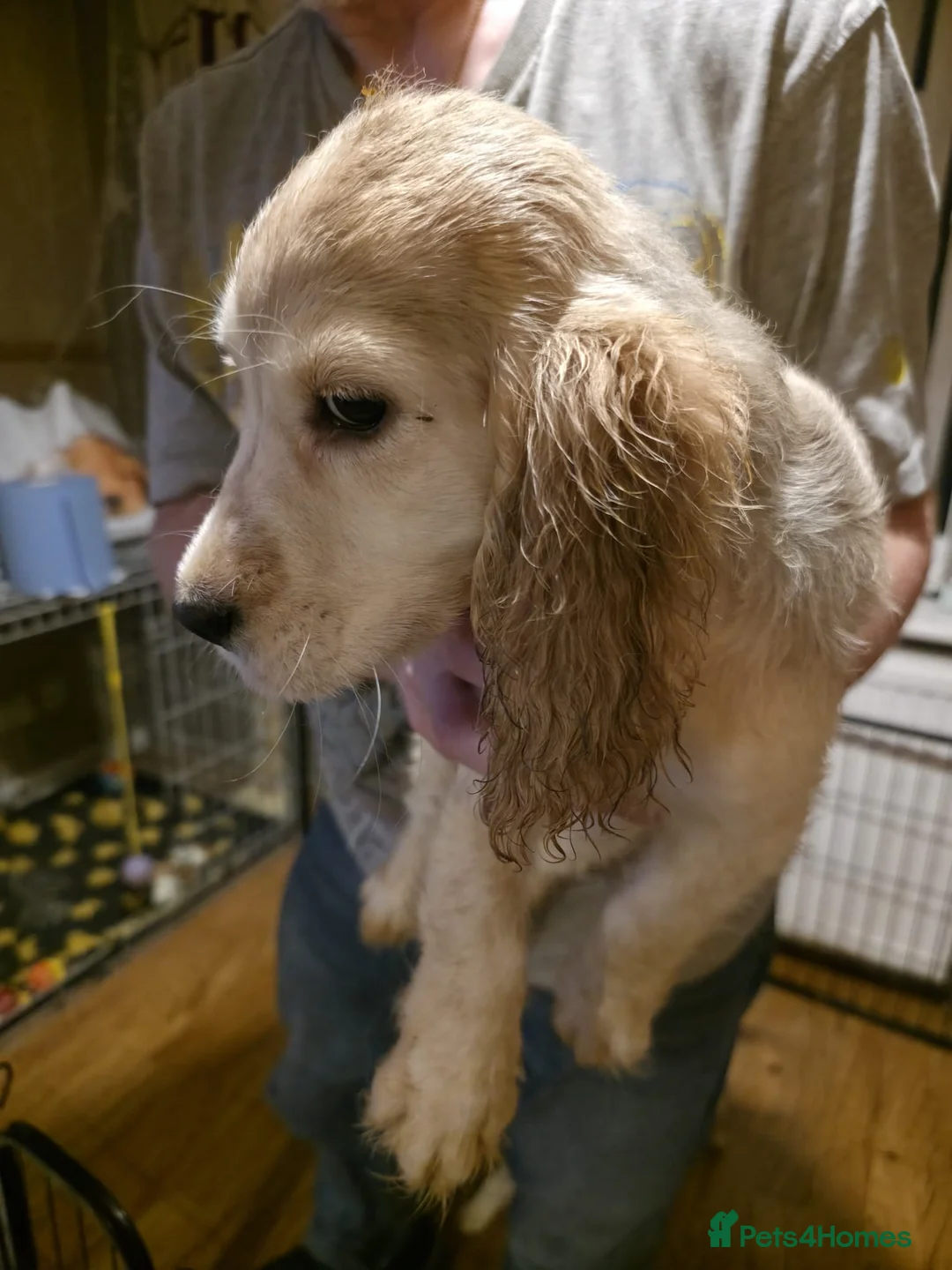 Cocker Spaniel dogs for sale: Cocker spaniel puooys - Advert 27