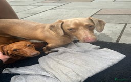 Miniature Dachshund dogs for sale: Superb Miniature KC reg Dachshund puppies - Image 30