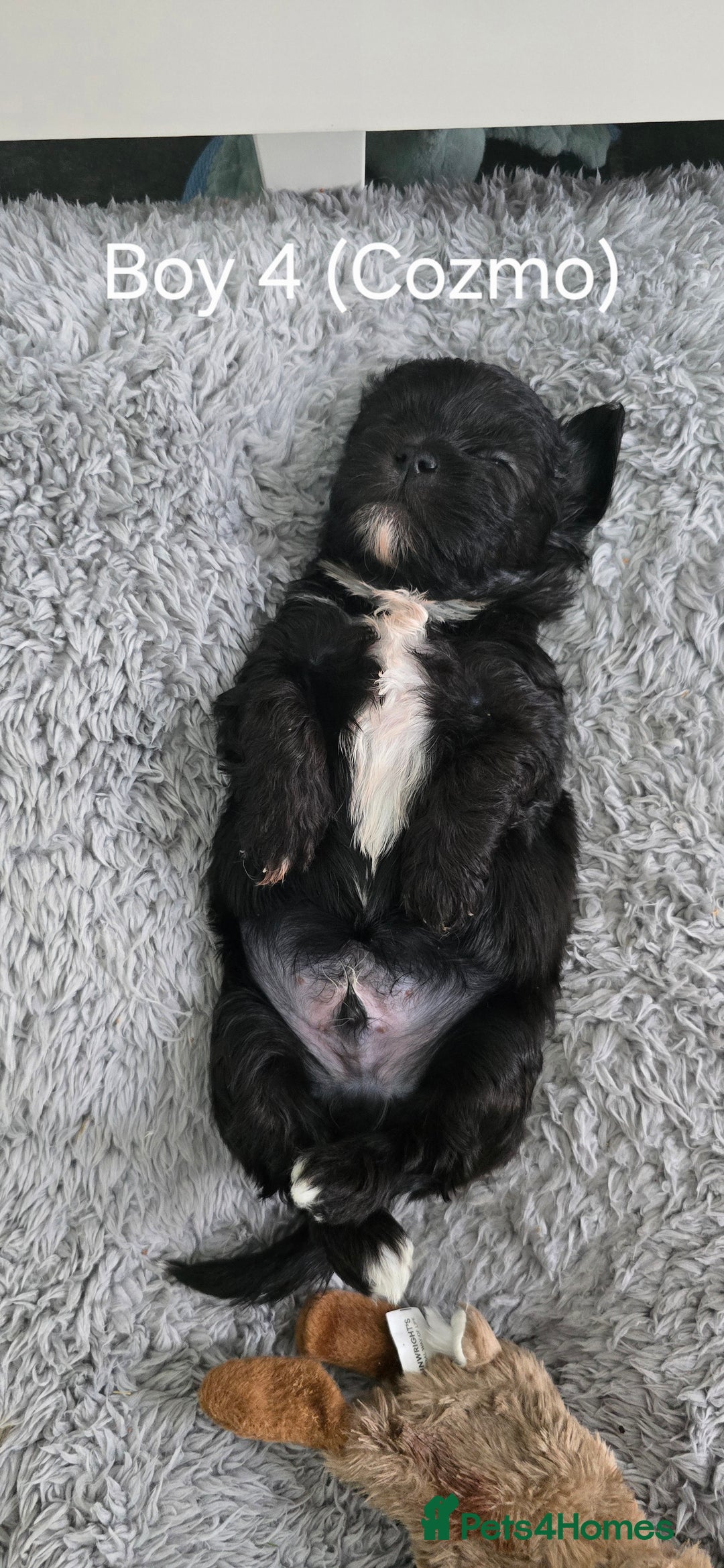 Malshi dogs for sale: Shih Tzu x Malshi Pups - Advert 14