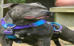 Staffordshire Bull Terrier dogs for stud: KC Registered Blue Staff Stud Price includes A.I  in Liverpool - Image 4