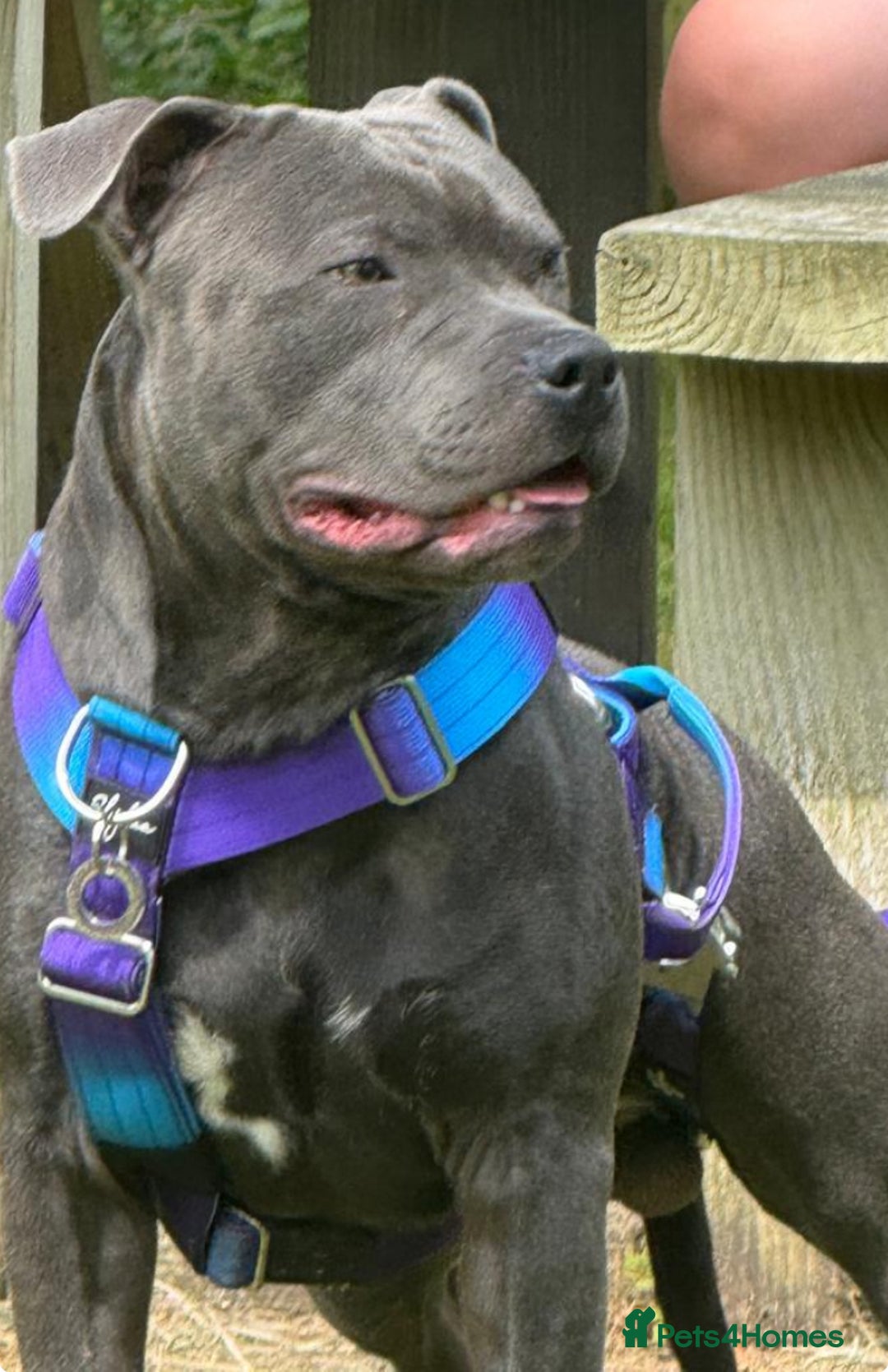 Staffordshire Bull Terrier dogs for stud: KC Registered Blue Staff Stud Price includes A.I  in Liverpool - Image 4