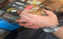 Chickens poultry for sale: Golden pencil Hamburgs - Image 6