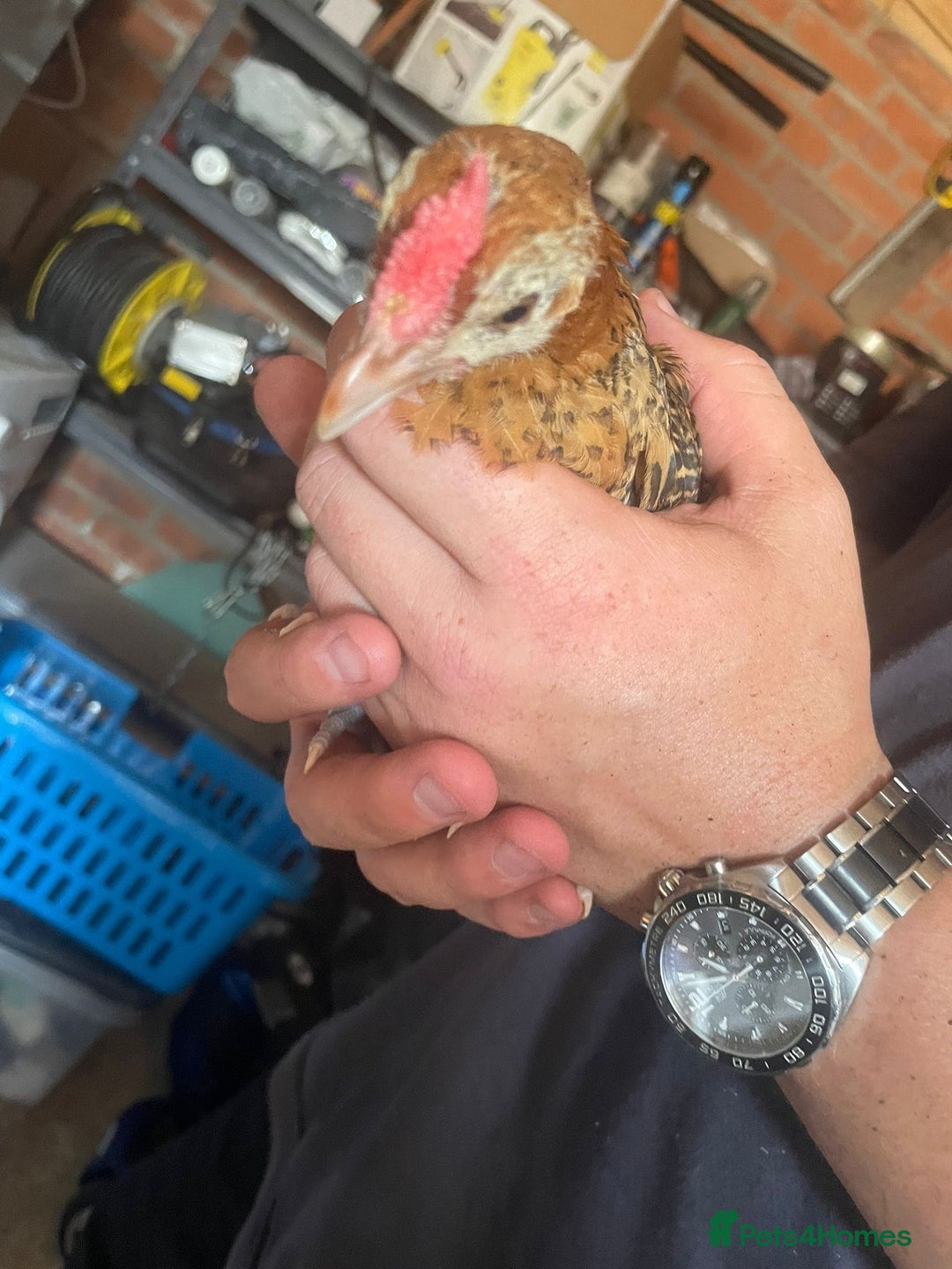 Chickens poultry for sale: Golden pencil Hamburgs - Image 6