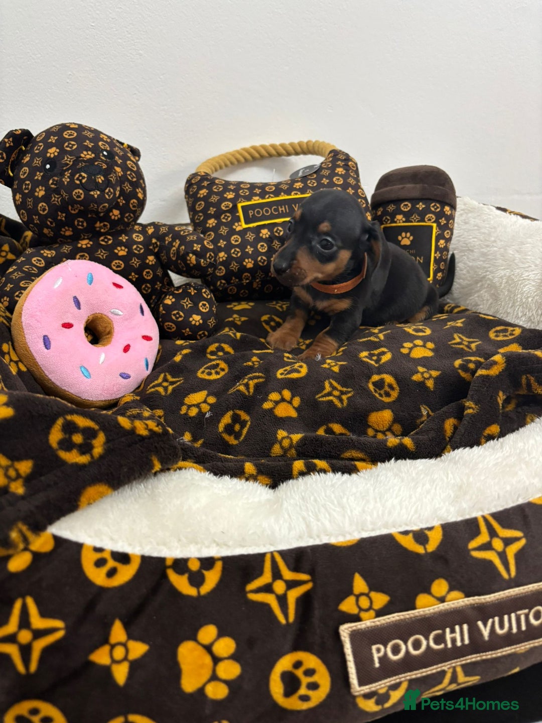 Miniature Dachshund dogs for sale: beautiful miniature dachshund puppies available  - Advert 13