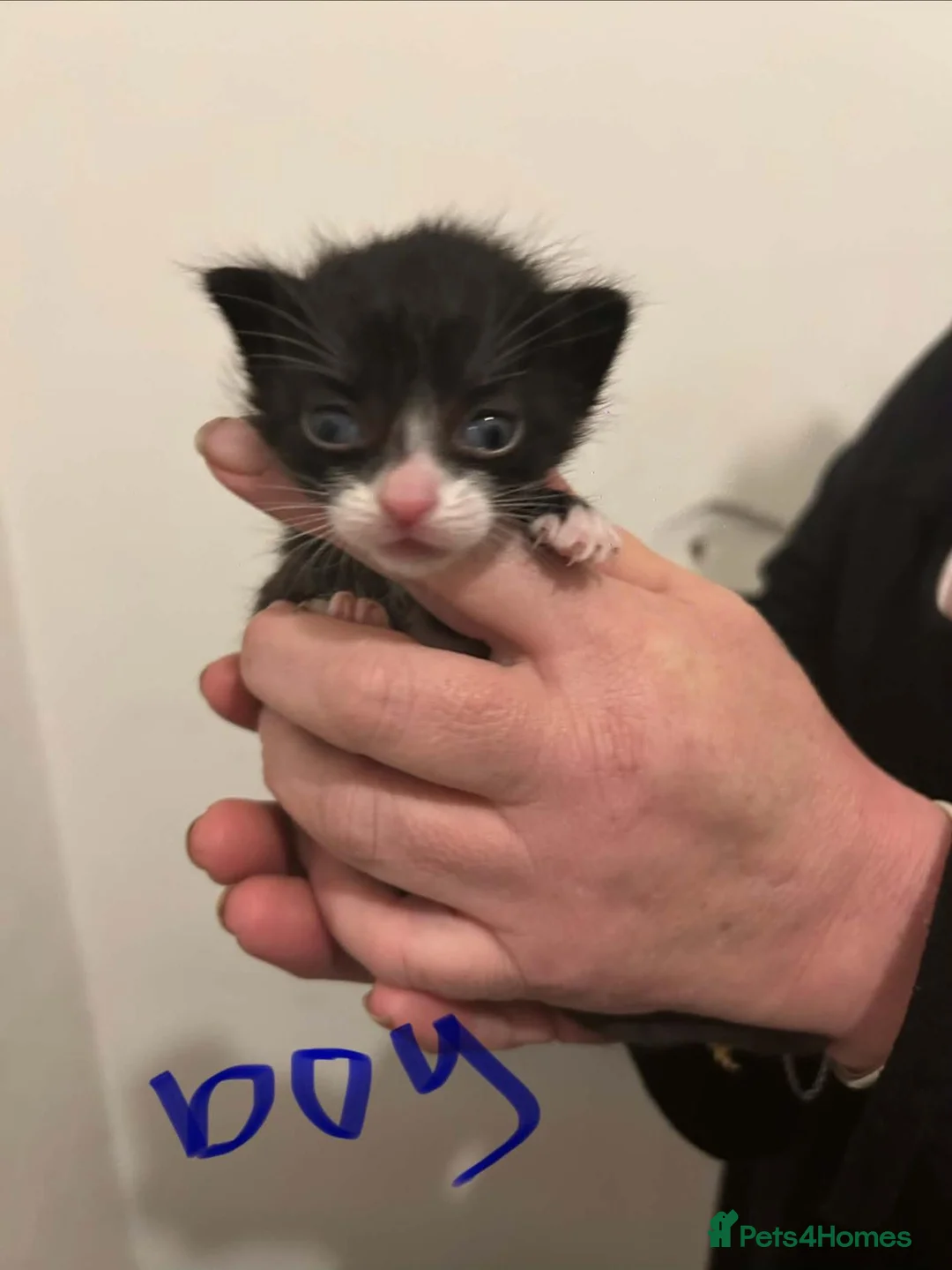 Mixed Breed cats for sale: Kittens in Southend-on-Sea - Advert 12