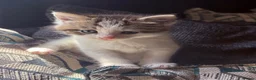 Maine Coon cats for sale: Maine coon cross kitten - Advert 7