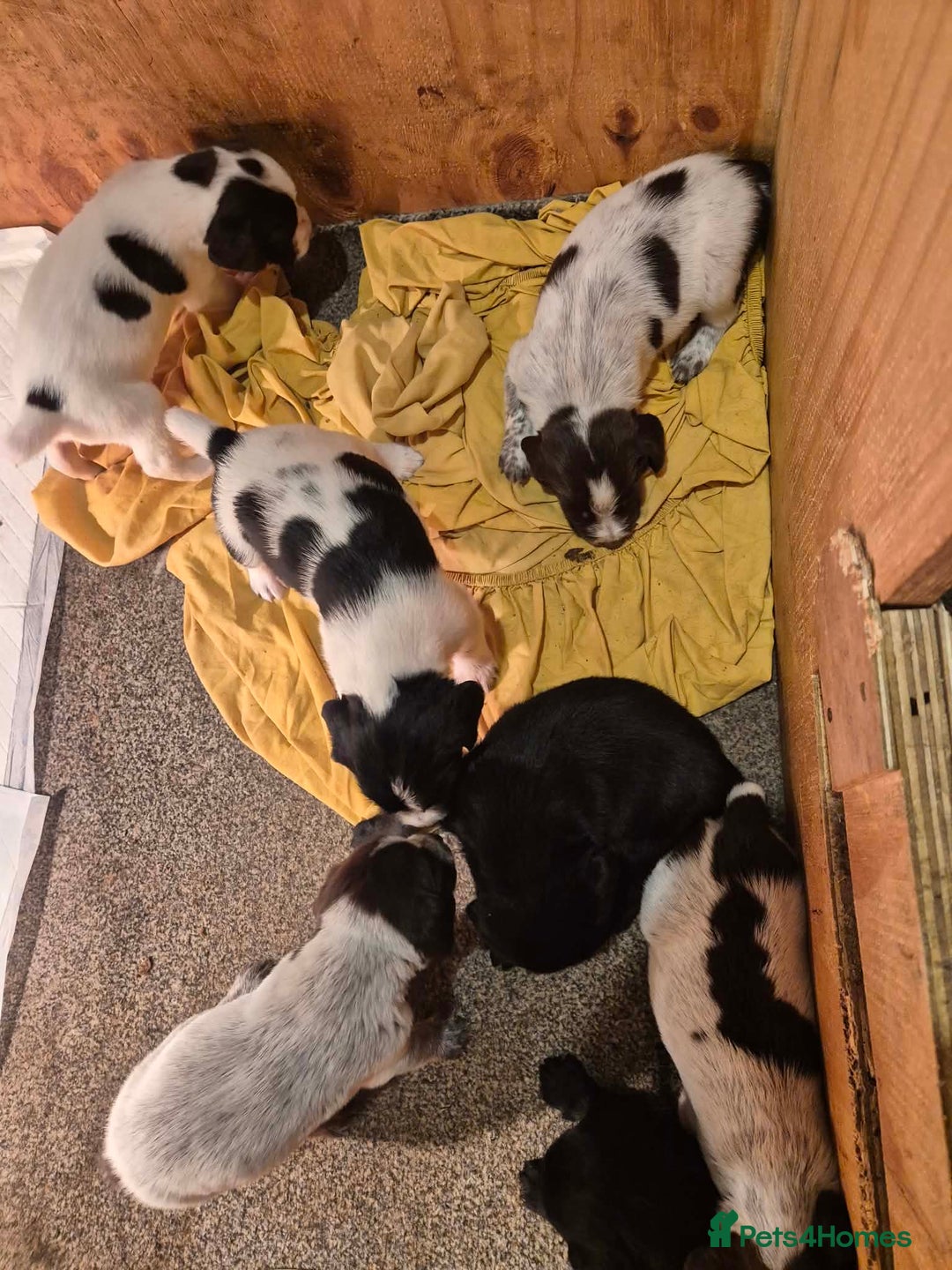 Mixed Breed dogs for sale: German Wirehaired Pointer x Springer Spaniel Pups - Advert 6