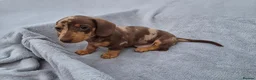 Miniature Dachshund dogs for sale: Gorgeous KC Registered, PRA Clear puppies  in Harlow - Advert 15