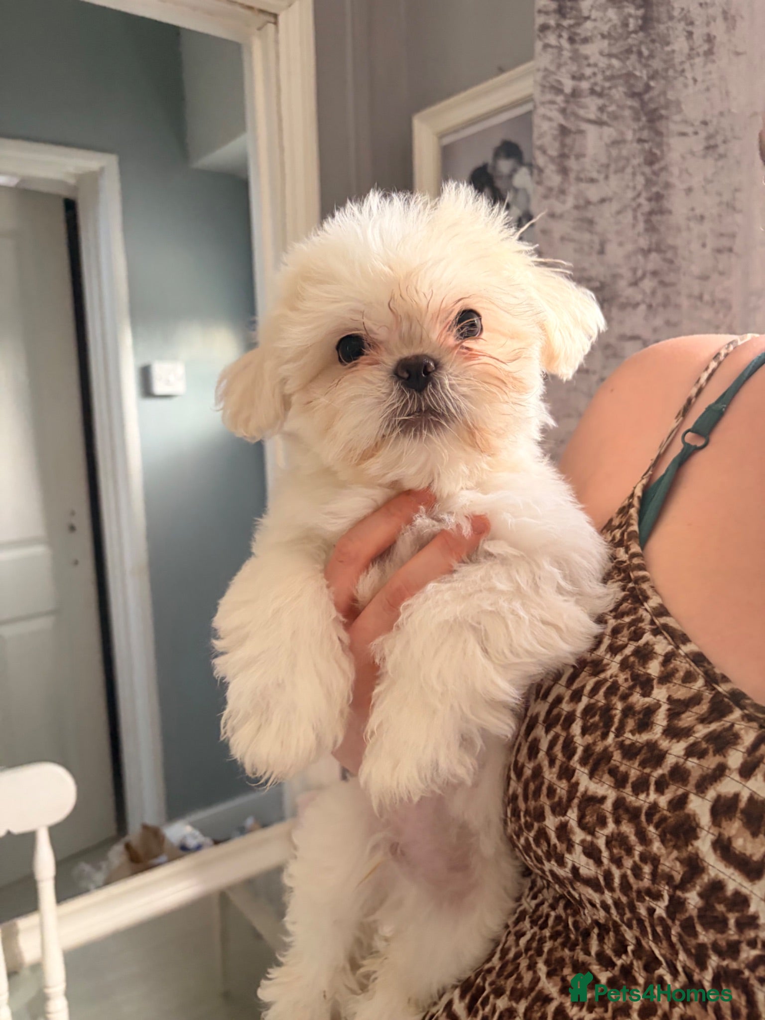Mixed Breed dogs Beautiful fluffy Shih tzu baby boys - Advert 6