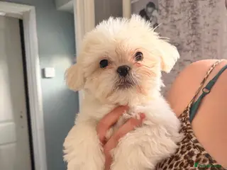 Mixed Breed dogs Beautiful fluffy Shih tzu baby boys - Advert 6