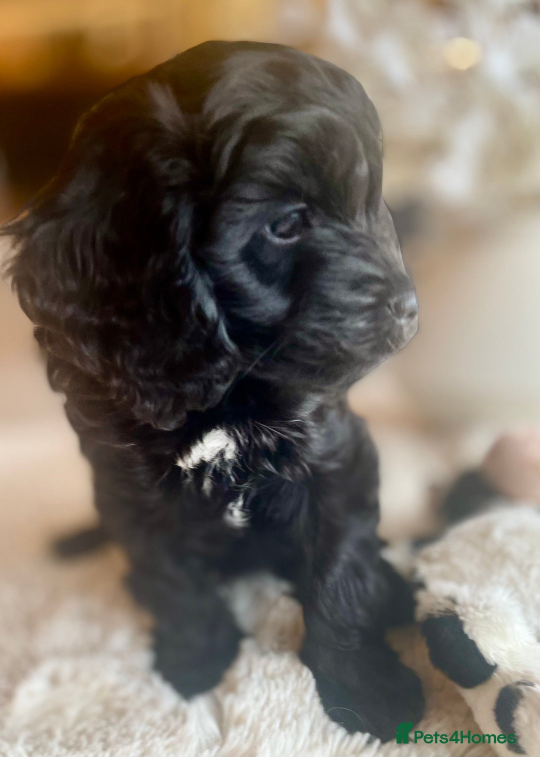 Cavapoo dogs for sale: F1 Cavapoo - Advert 4