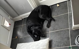 Labrador Retriever dogs for sale: 7 month old lab - Image 1