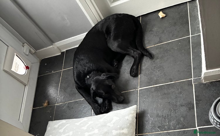 Labrador Retriever dogs - Advert 1