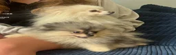 Pomeranian dogs for sale: Tiny calm boy - neutered  - Advert 2
