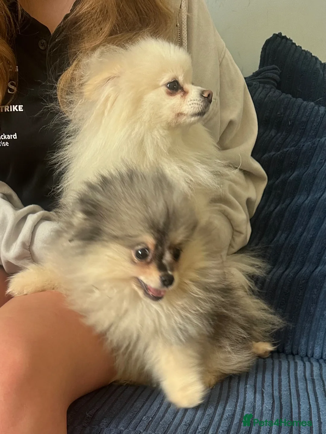 Pomeranian dogs for sale: Tiny calm boy - neutered  - Advert 2
