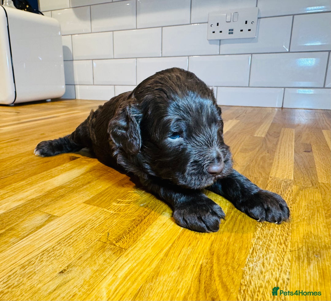 Cockapoo dogs for sale: Chocolate & Chocolate Merle Cockapoo Babies 🐾🐾🐾 - Image 9