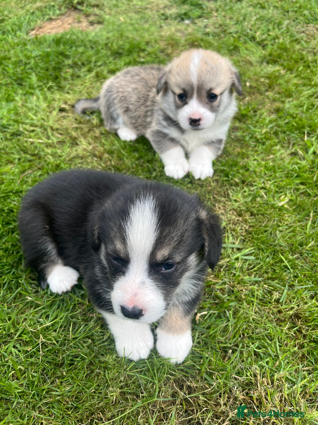 Welsh Corgi Pembroke dogs for sale: KC Registered Cuties! Pembrokeshire Corgi Puppies - Image 13