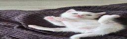Mixed Breed cats for sale: 🔹️🔸️🔹️Kittens🔸️domestic cat x Ragdoll 🔹️🔸️ - Advert 11