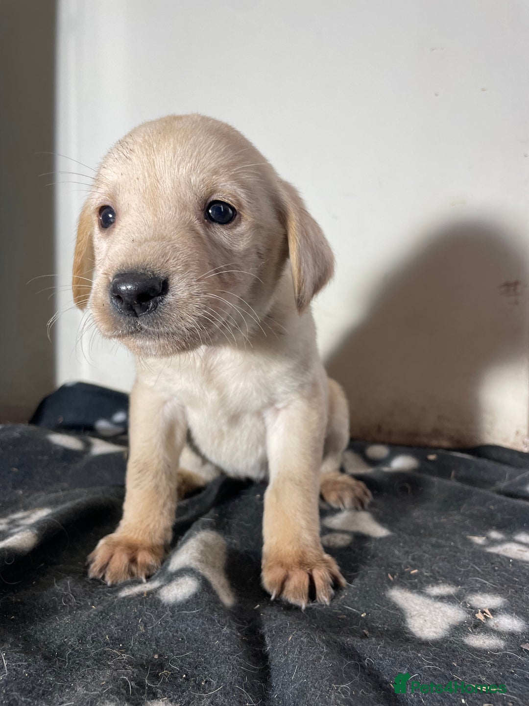 Labrador Retriever dogs for sale: Stunning chunky Labrador pups  - Advert 32