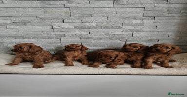 Cavapoo dogs - Advert 9