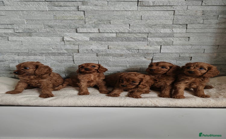 Cavapoo dogs - Advert 16