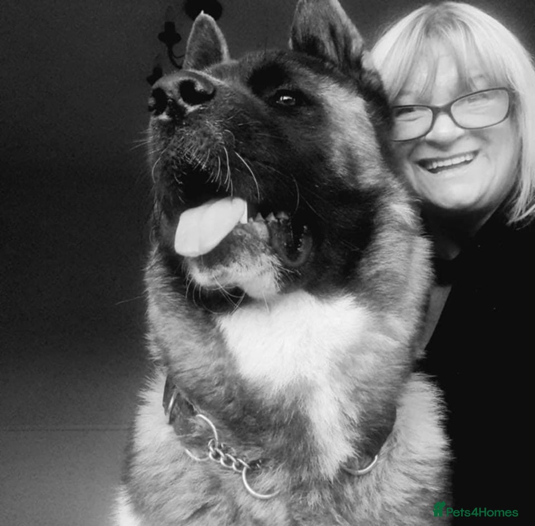Akita dogs for stud: Purebred American Akita standing at Stud - Image 4
