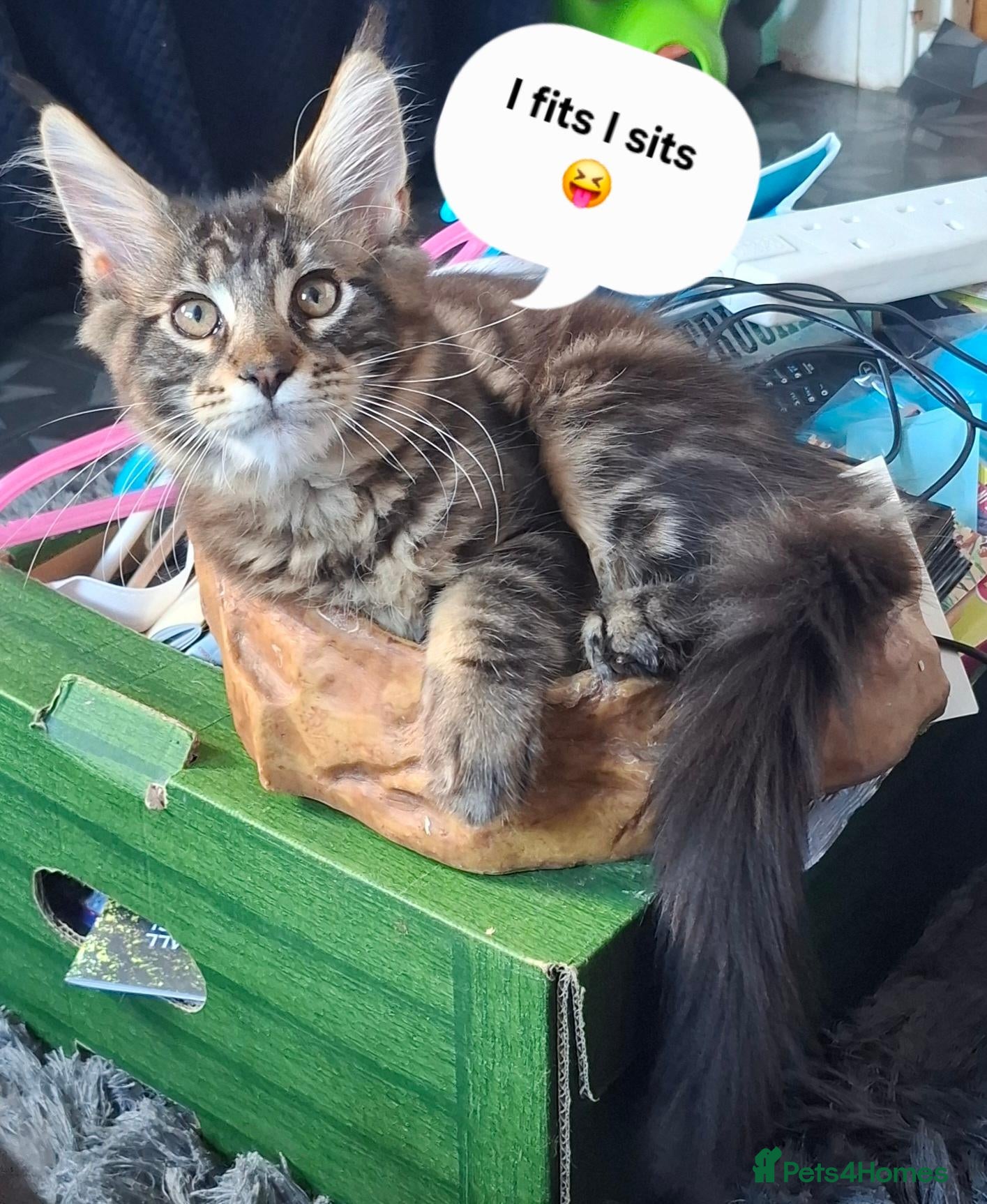 Maine Coon cats *PRICE DROP* last black tabby boy £600 - Advert 12