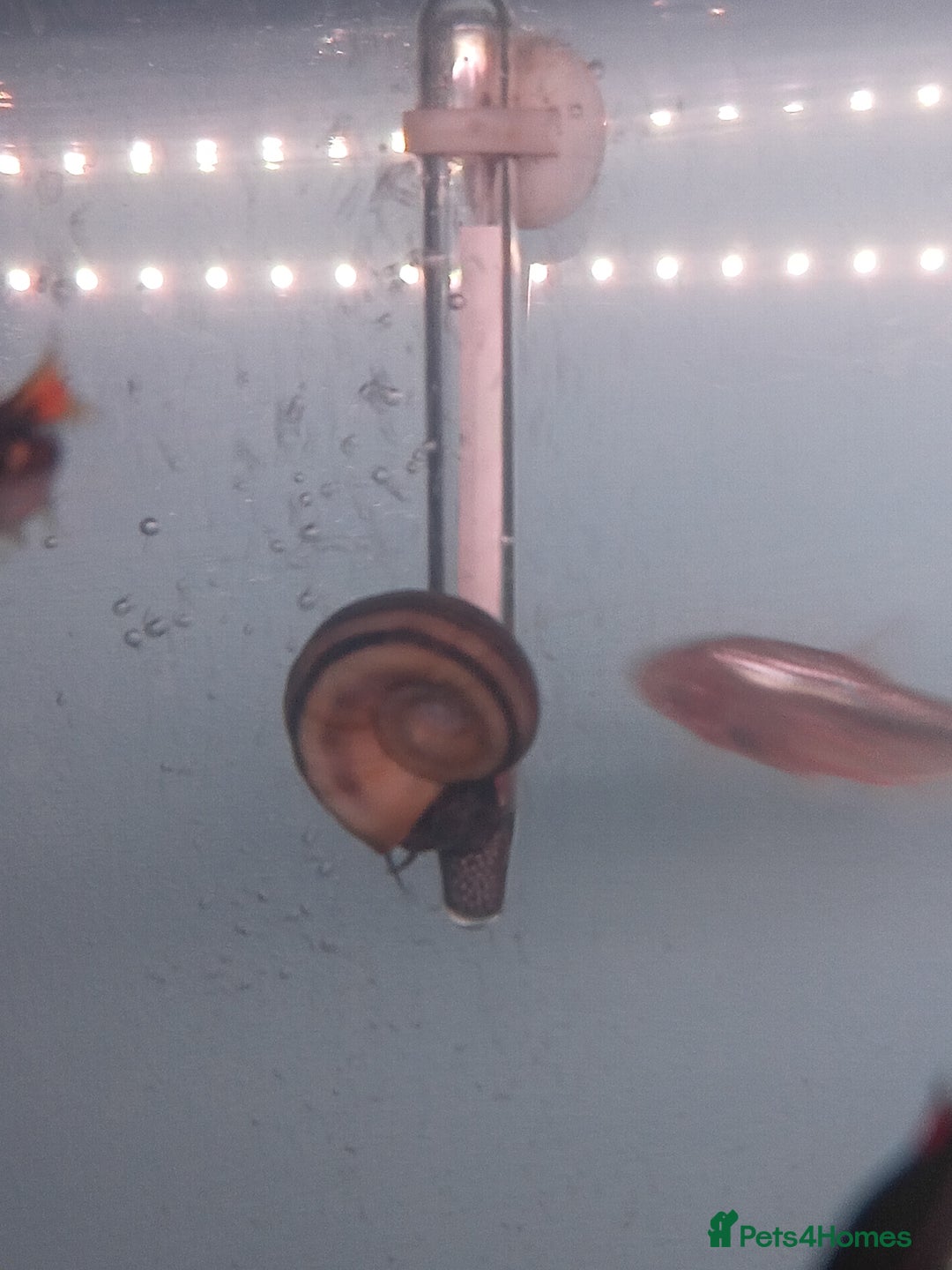 Snails fish for sale: Mixture of Snails for Sale - Advert 3