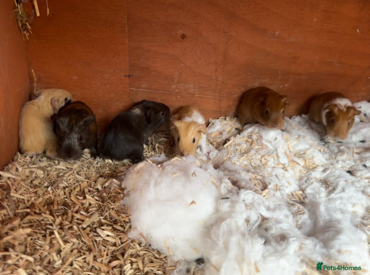 Guinea Pig rodents Baby guinea pigs for sale (born 12/10/25) - Advert 12