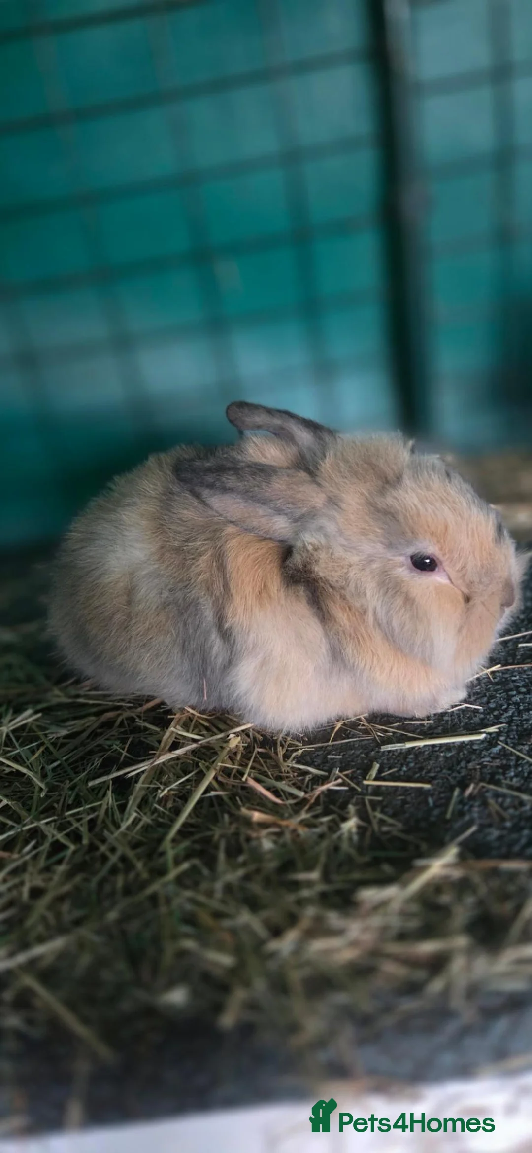 Mini Lop rabbits for sale: Mini lop x lionhead bunnies - Advert 2