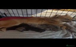 Mixed Breed dogs for sale: 5 x French Pomerdogs - Image 24