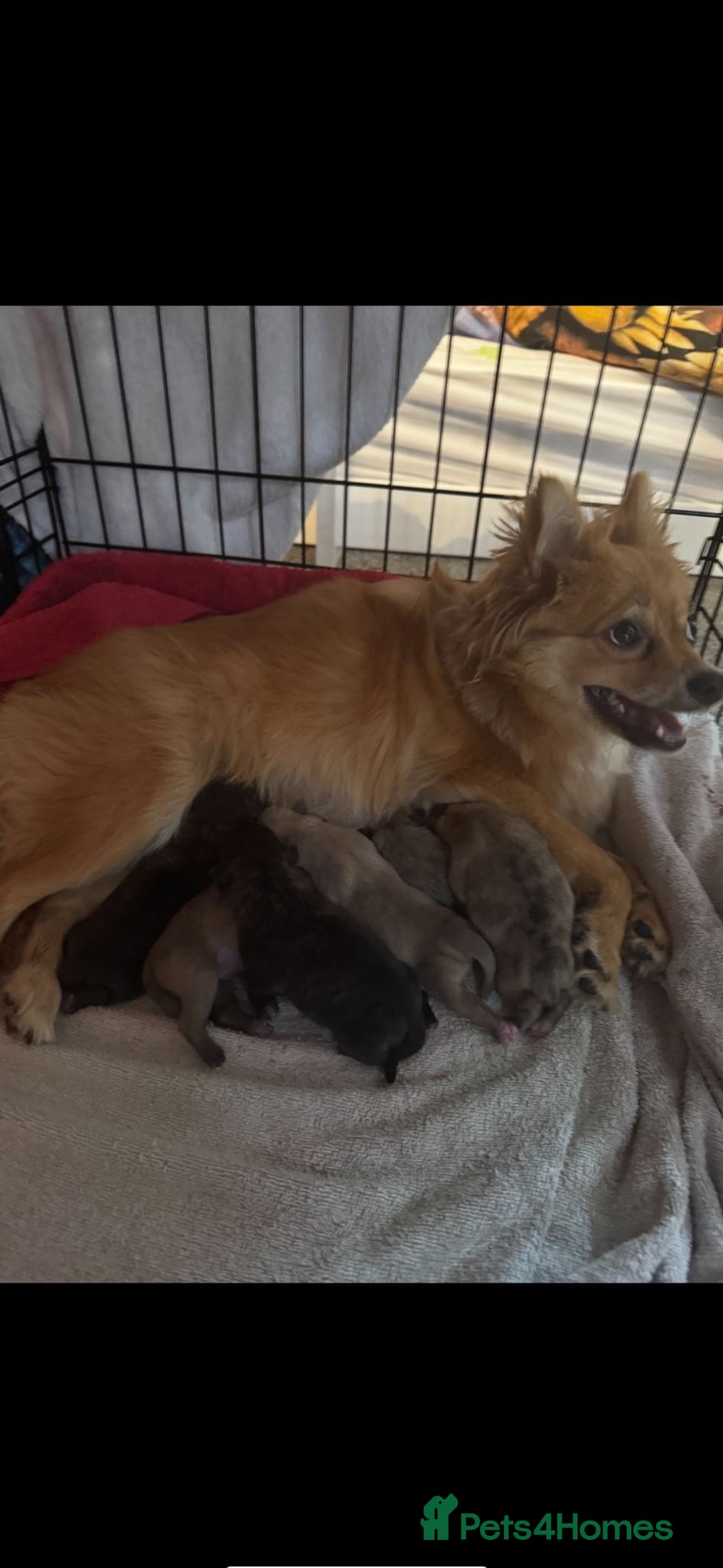 Mixed Breed dogs for sale: 5 x French Pomerdogs - Image 24