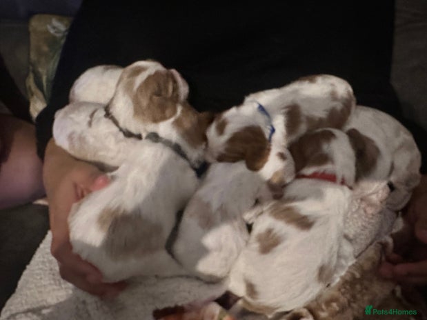 Mixed Breed dogs Cockalier puppies - Advert 8